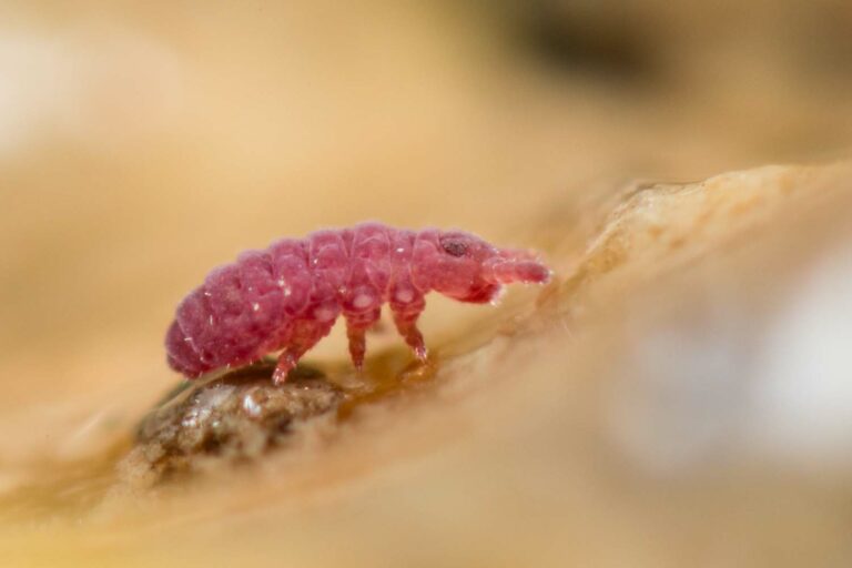 Brachystomella parvula profil latéral de ce collembole poduromorphe rose sur substrat argileux