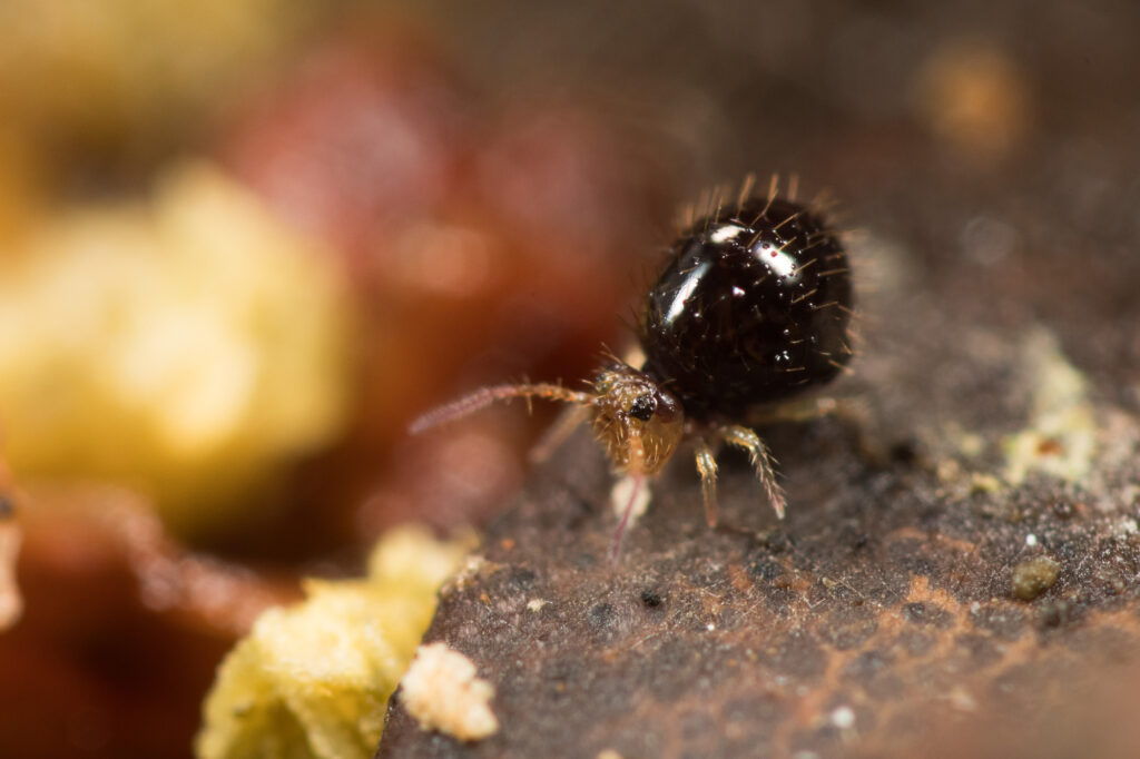 Caprainea marginata form. cinerea est un collembole de l'ordre des Symphypleona dont l'abdomen luisant est noir ébène. Il vit à la surface de la litière en forêt.