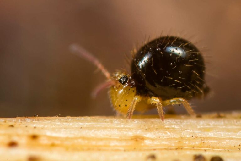 Caprainea marginata cinerea et son motif à tête jaune et abdomen globuleux noir ébène brillant