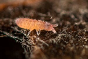 Ceratophysella group armata
