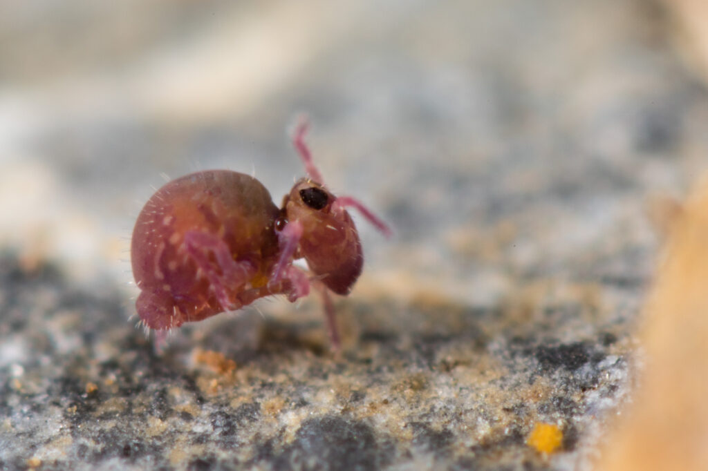 Collembole Femelle Stenacidia violacea photographié en Maine et Loire