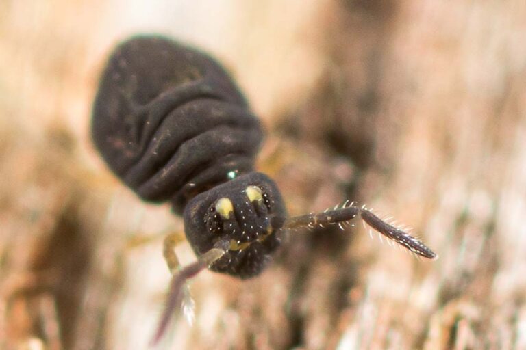 Collembole de litière forestière ou bois mort Sminthurinus concolor