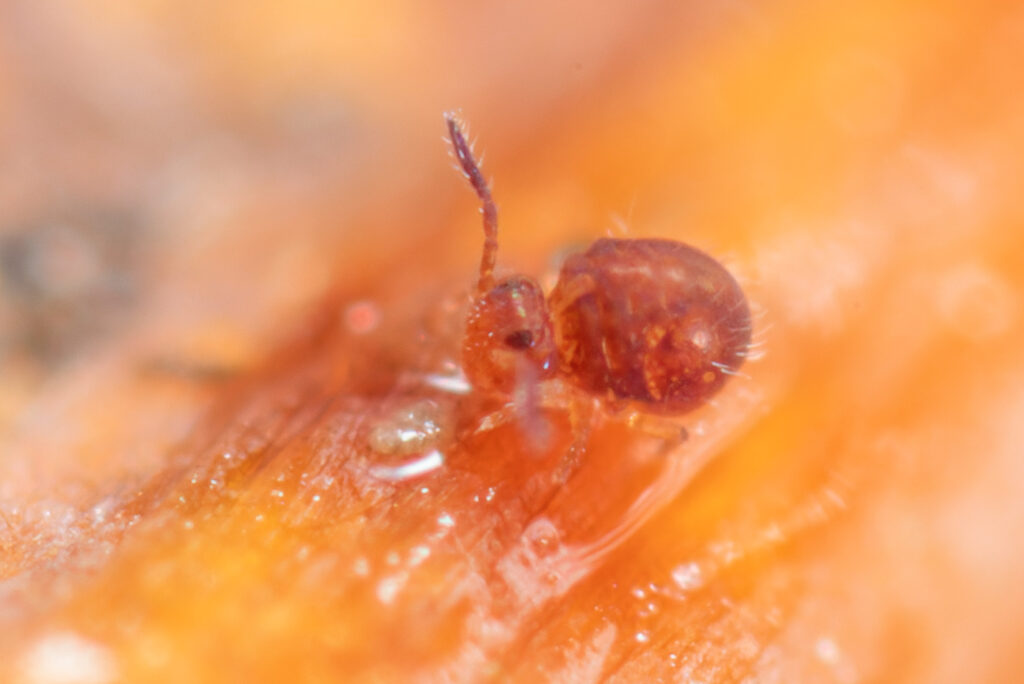 Collembole Symphypleona Sphaeridia pumilis rouge Vendée litière humide