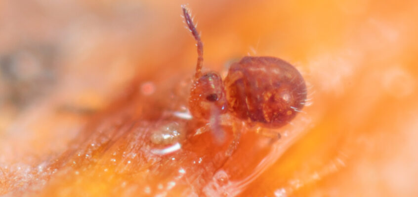 Sphaeridia pumilis