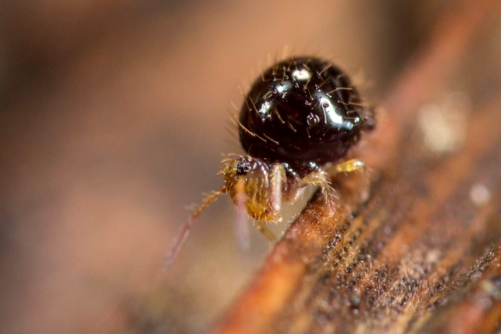 Collembole Sminthuridae à l'abdomen noir, luisant et fortement rebondie. Caprainea marginata cinerea est la forme la plus sombre qui s'observe en forêt de conifères.