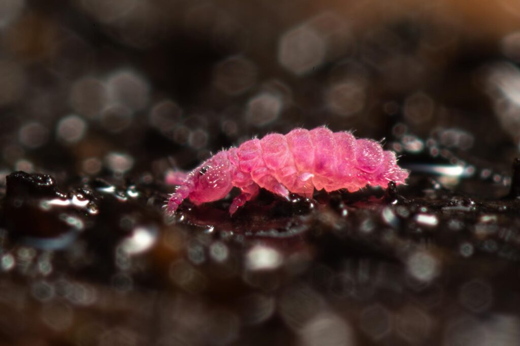 Collembole podurmorphe rose Triacanthella perfecta sur substrat noir en Auvergne, terre des volcans