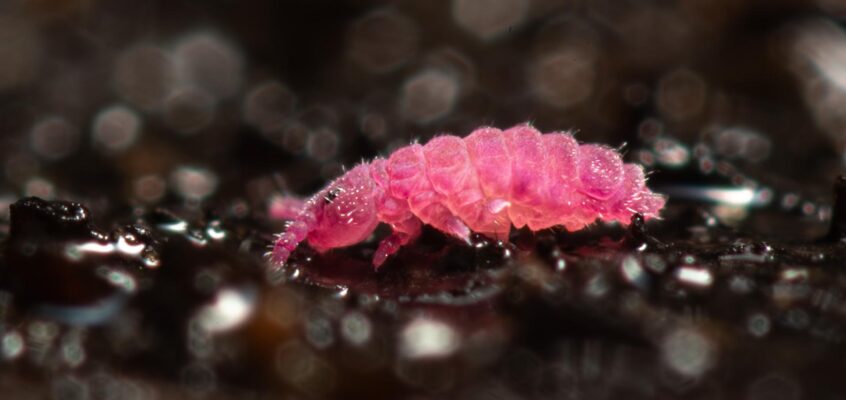 Triacanthella perfecta