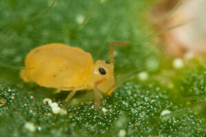 Habitus Deuterosminthurus pallipes repandus sur végétation basse