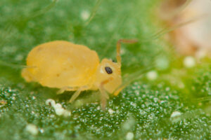 Collembole jaune Bourletiellidae, espèce Deuterosminthurus pallipes form repandus