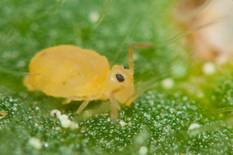 Collembole jaune Bourletiellidae, espèce Deuterosminthurus pallipes form repandus