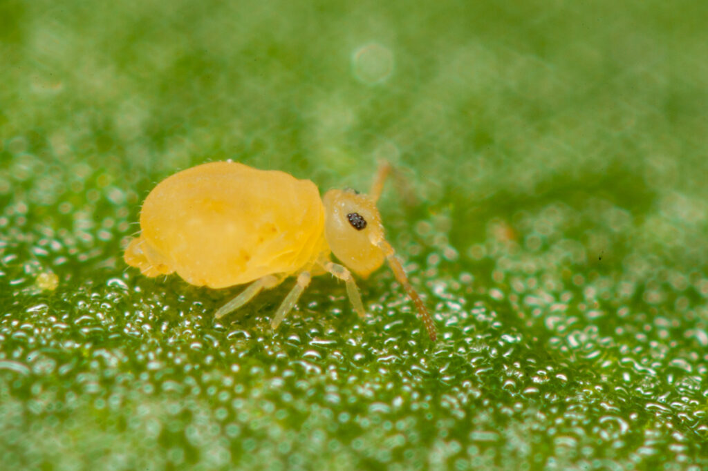 Collembole entièrement jaune très commun nommé Deuterosminthurus pallipes forme repandus
