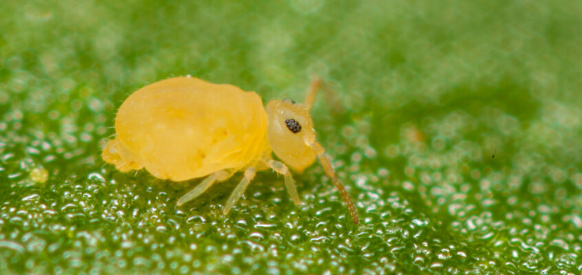 Deuterosminthurus pallipes f. repandus