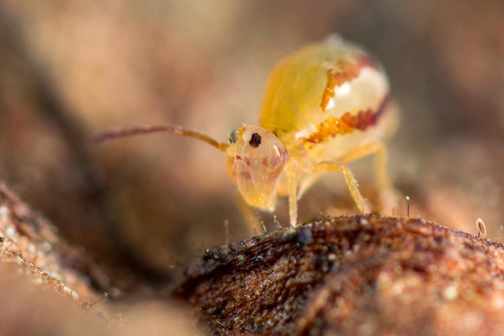 Dicyrtomina dorsolineata collembole à deux bandes rouges