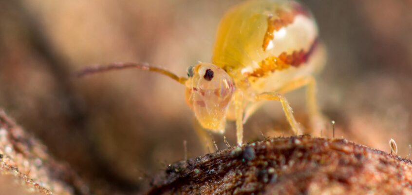 Dicyrtomina dorsolineata