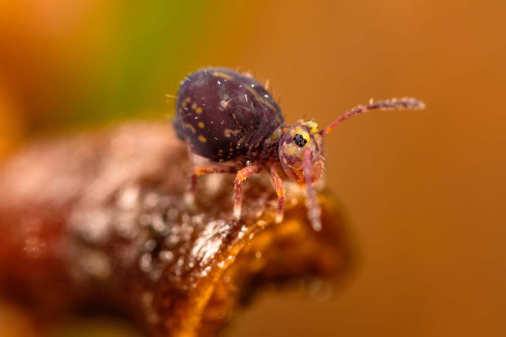Le genre Dicyrtomina regroupe des esp&egrave;ces communes &agrave; l'automne relativement faciles &agrave; identifier.