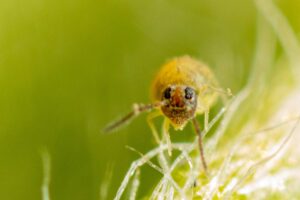 Face view, patch interoculaire orange, habitus Fasciosminthurus canariensis