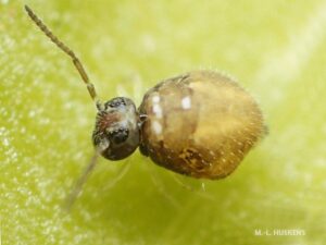 Habitus dorsale de Fasciosminthurus canariensis collembole rare originaire de Lanzarote