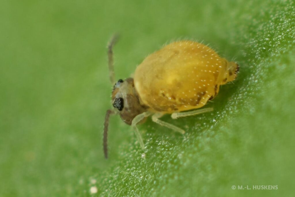 Habitus Fasciosminthurus canariensis female