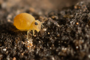 Identification incertaine de ce collembole Fasciosminthurus cf canariensis, variabilité ou Fasciomsinthurus strasseni