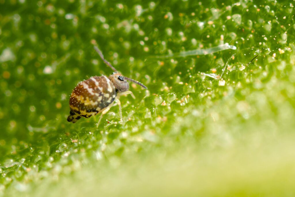 Fasciosminthurus quinquefasciatus ssp canariensis est un collembole globuleux, sous espèce originaire de Canaria island