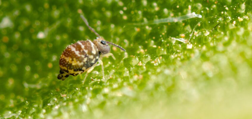 Fasciosminthurus quinquefasciatus ssp. canariensis