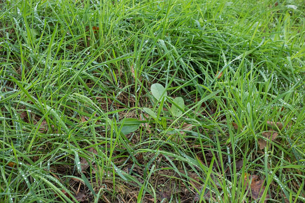 Habitat typique de plusieurs collemboles dont Sphaeridia pumilis