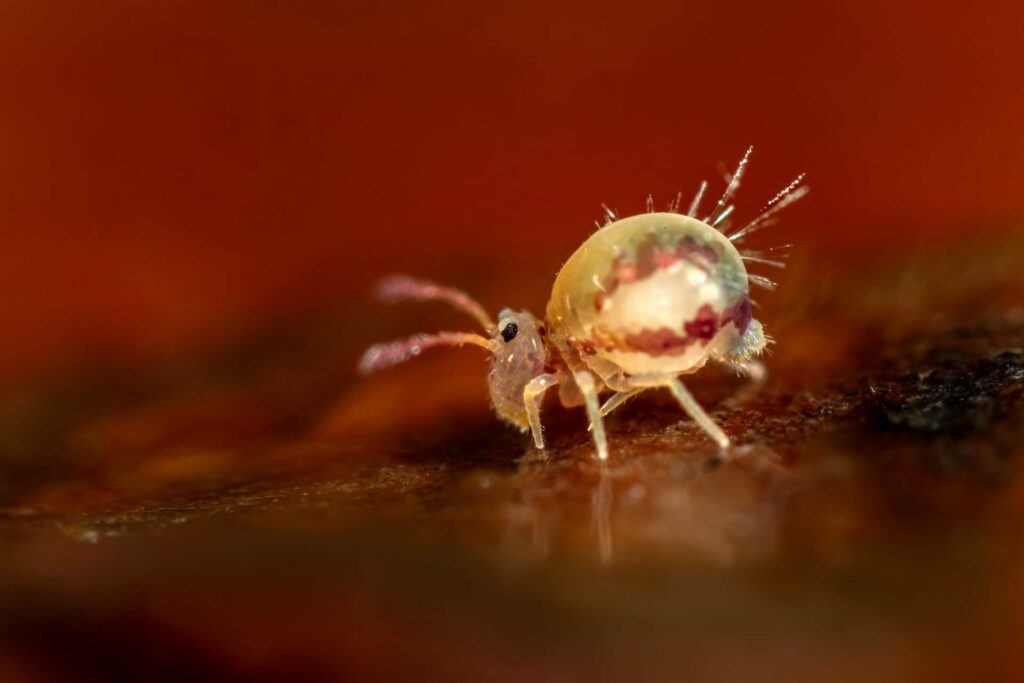 Litière forestière où évolue Dicyrtomina dorsolineata, collembole à bandes rouges dorsales