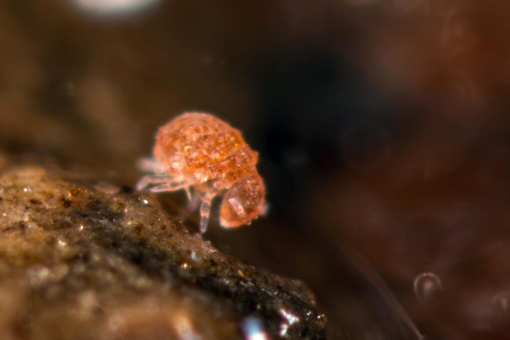 Photographie macro de Megalothorax minimus, minuscule collembole blanchâtre et globuleux sans yeux, de moins de 0,4 mm, sur un fond de litière forestière.