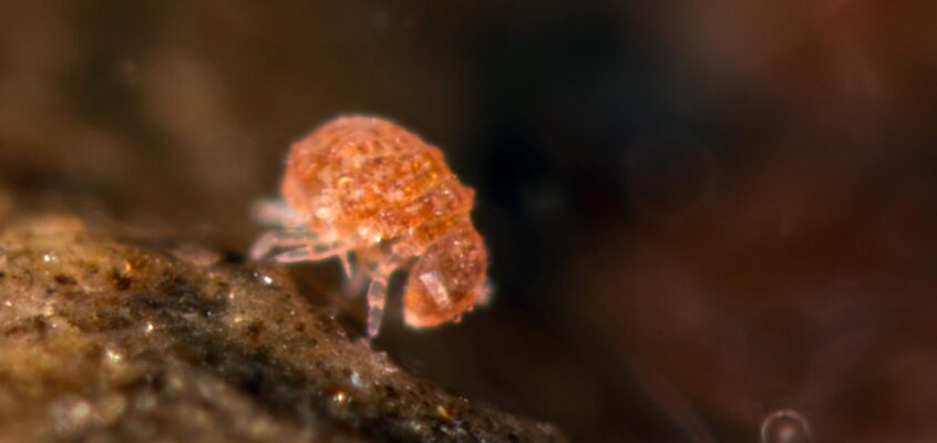 Megalothorax minimus s.l.
