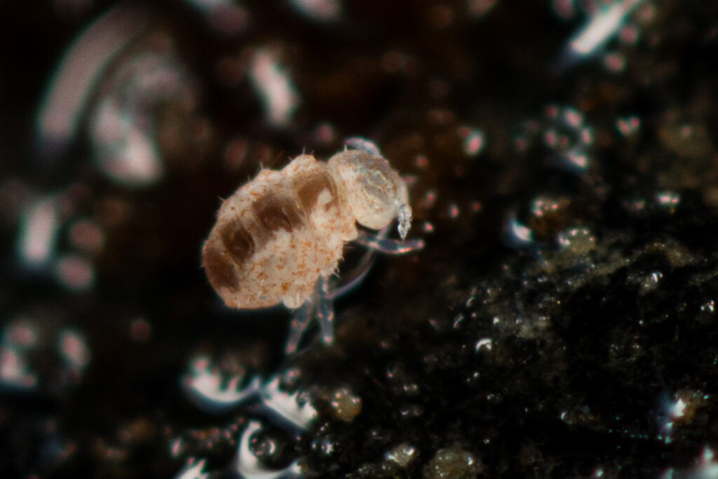 Megalothorax minimus photographié dans les Alpes dans un tunnel rappelant des conditions de grottes taille de 0.35mm