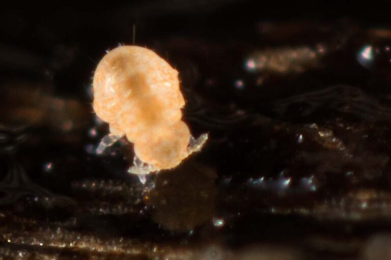 Megalothorax minimus jaune SL 0.25mm