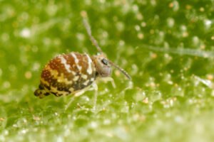Motif à bande clair collembole Fasciosminthurus quinquefasciatus canariensis