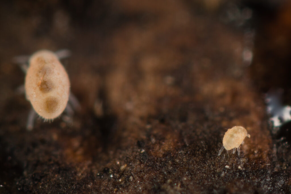Comparaison de taille entre Neelus murinus 0.6mm et Megalothoras minimus (0.2-0.3mm)