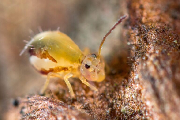 Portrait collembole Dicyrtomina dorsolineata à l'automne