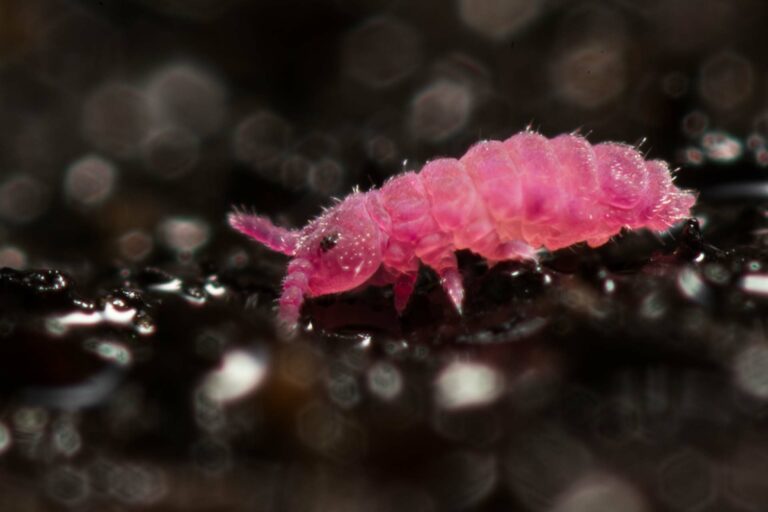 Collembola rosâtre, Poduromorphe, Triacanthella perfecta