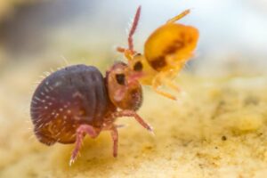 Sminthurides malmgreni form principalis parade