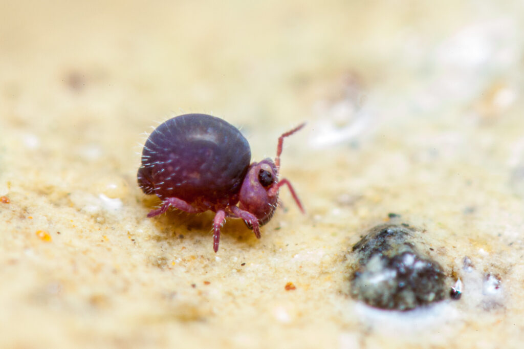 Collembole violet Sminthurides sexoculatus femelle