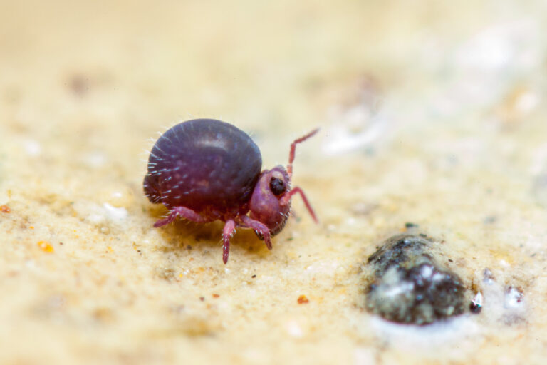 Collembole violet Sminthurides sexoculatus femelle