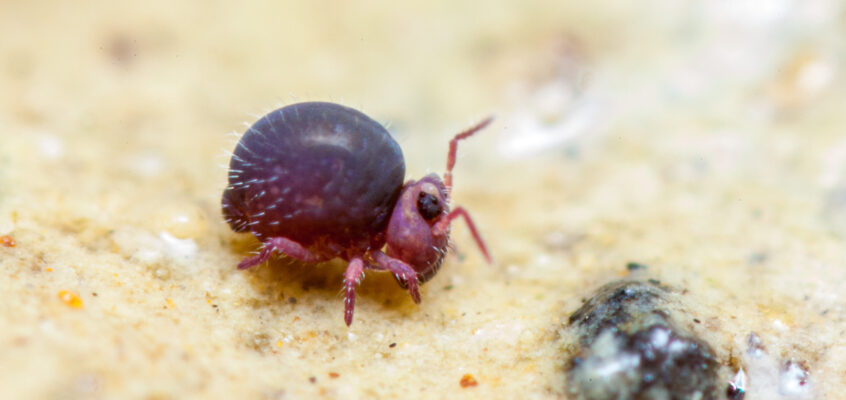 Sminthurides sexoculatus