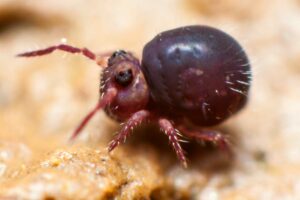Collembole Symphypleona Sminthurides sexoculatus femelle