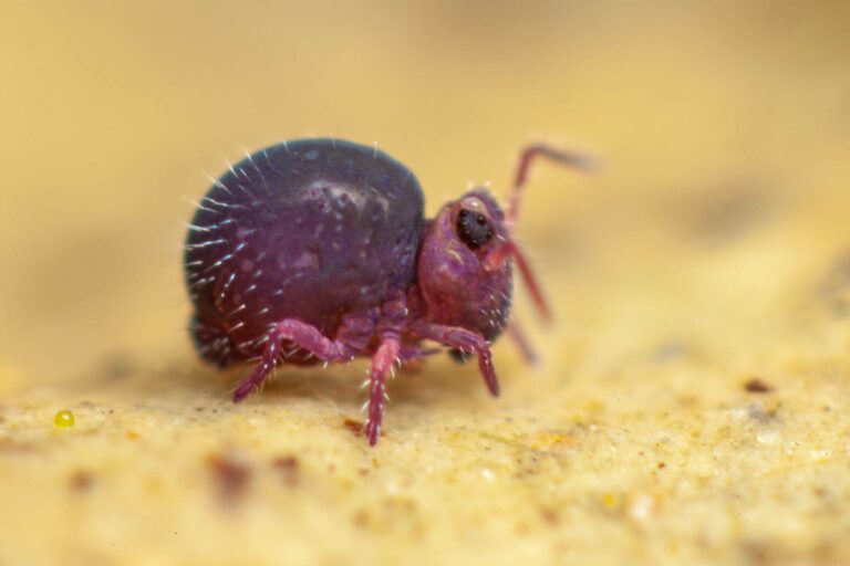 Collembole violet Sminthurides sexoculatus