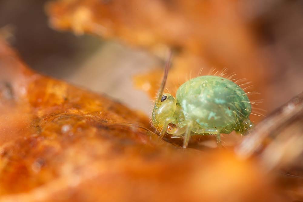 Sminthurus viridis, le collembole vert des prairies
