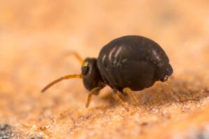 Sminthurinus aureus f. atratus est un collembole au corps noir profond avec de subtiles touches de jaune