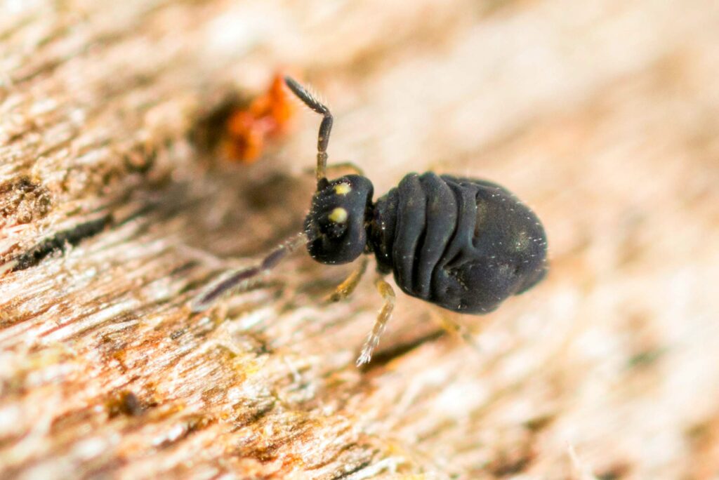 Collembole noir Sminthurinus concolor (groupe S. niger)