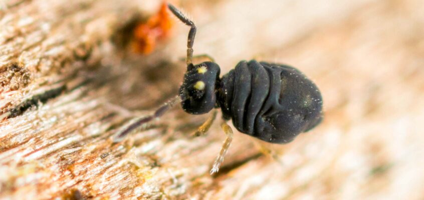 Sminthurinus concolor