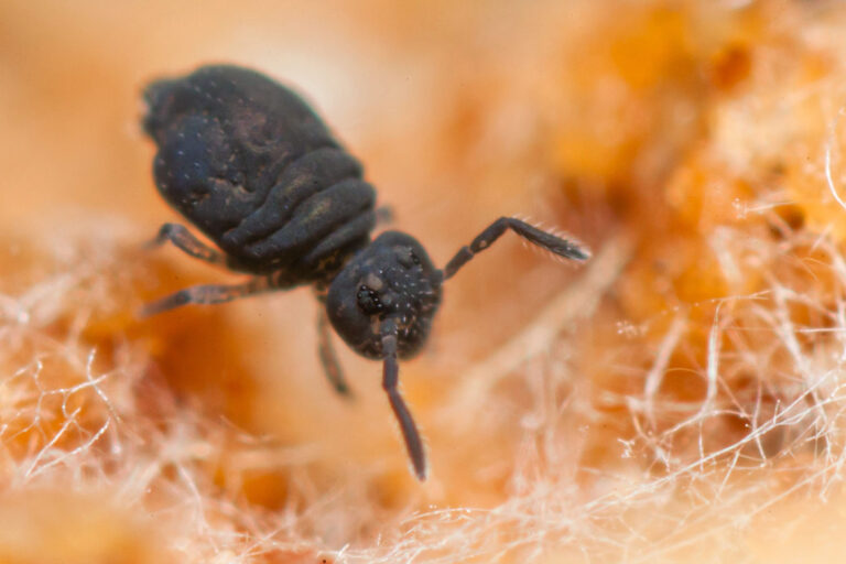 Sminthurinus lawrencei groupe des collembole globuleux noir (Symphypleona)