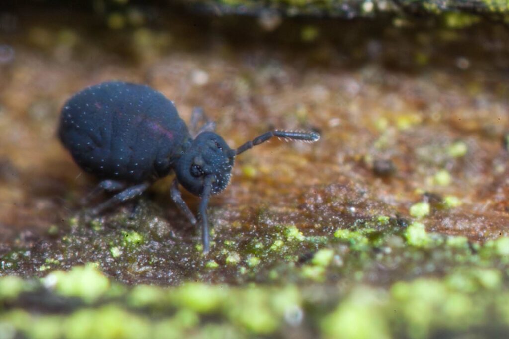 Sminthurinus lawrencei bleuâtre (variabilité de l'espèce)