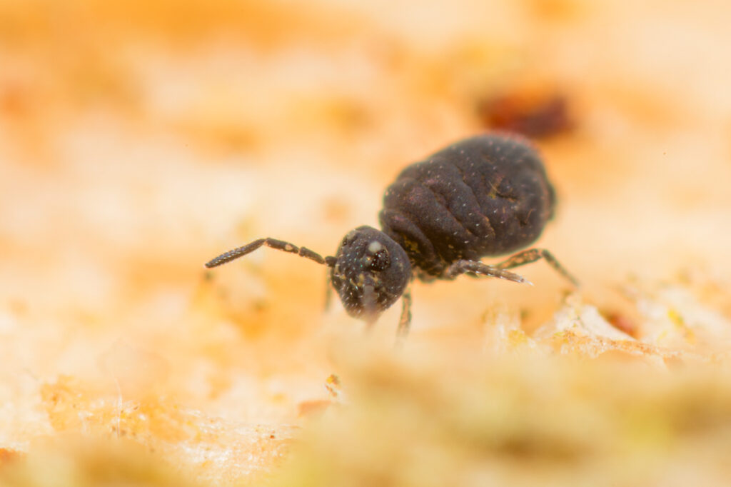Sminthurinus lawrencei groupe collembole globuleux noir (proche niger)