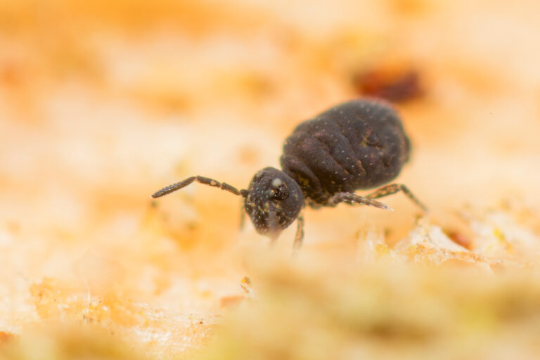 Sminthurinus lawrencei groupe collembole globuleux noir (proche niger)