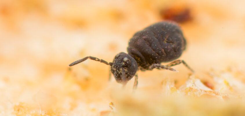 Sminthurinus lawrencei